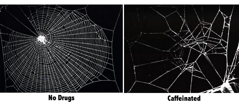 spiders and caffeine