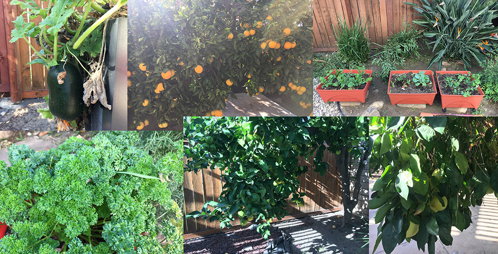 growing food in southern california backyard